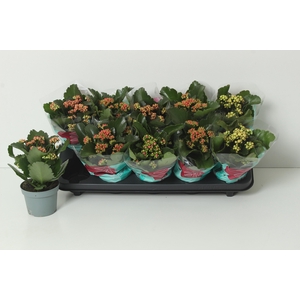 KAL GE PERF GEM 4 KL