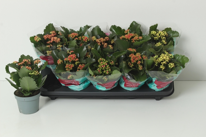 <h4>KAL GE PERF GEM 4 KL</h4>