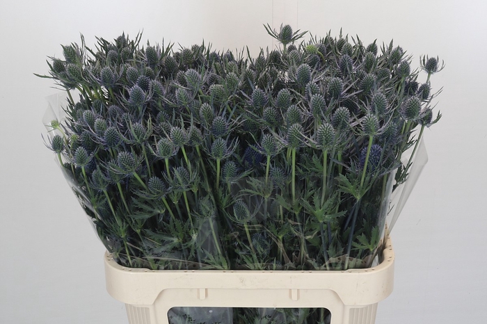 <h4>Eryngium Blue Dynamite</h4>