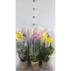 Phalaenopsis  'Elegant Cascade'