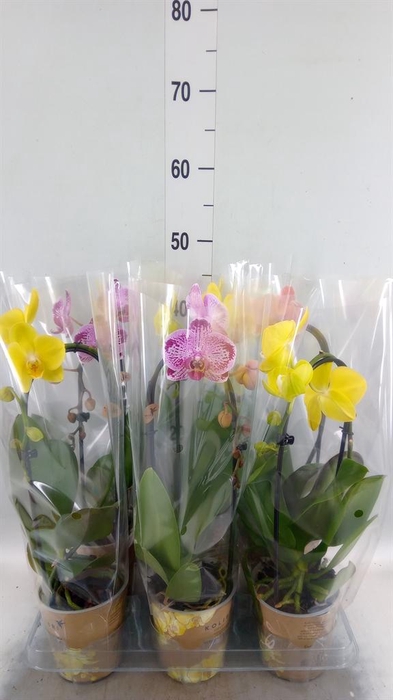 Phalaenopsis  'Elegant Cascade'