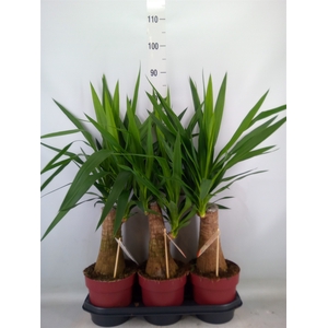 Yucca elephantipes   ...