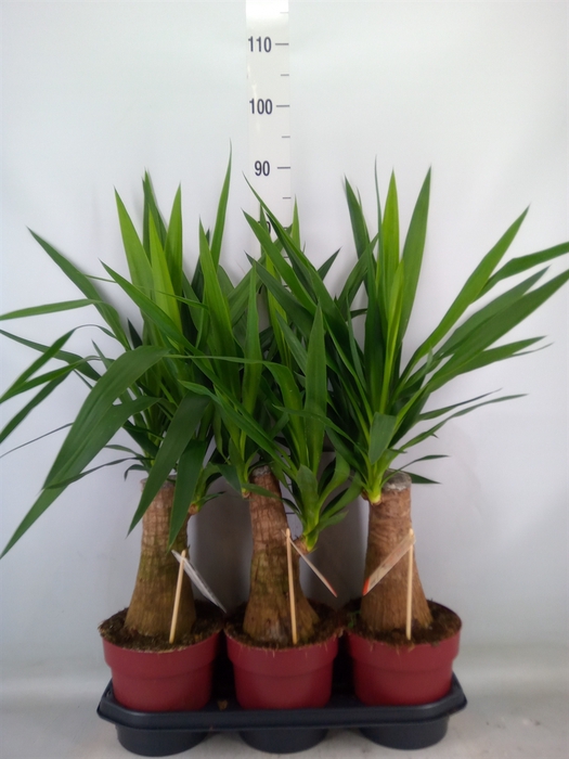<h4>Yucca elephantipes   ...</h4>