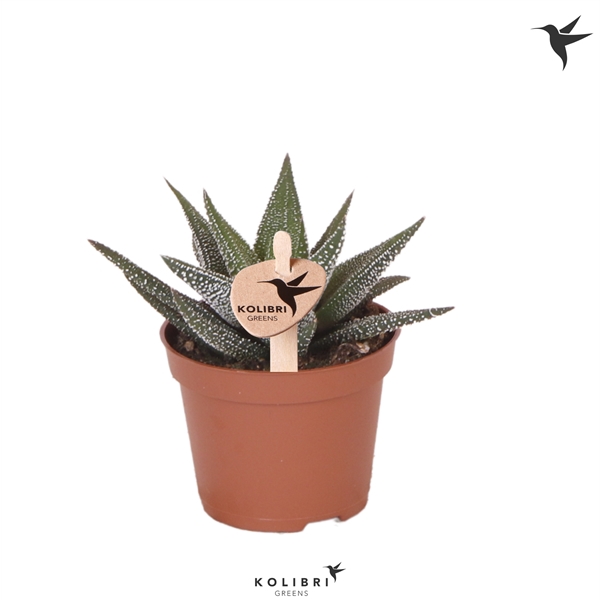 <h4>Kolibri Greens Succulenten Haworthia Concolor</h4>