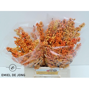 ILEX ILEXIA VICTORIA