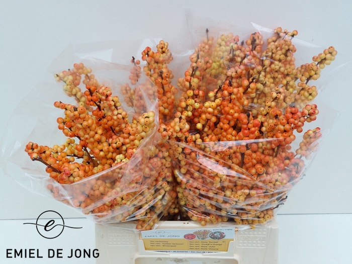 <h4>ILEX ILEXIA VICTORIA</h4>