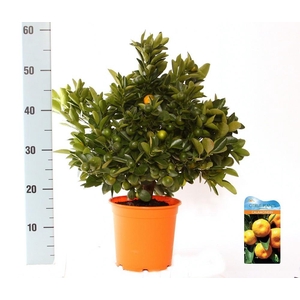 Citrus Calamondin bush/stem top