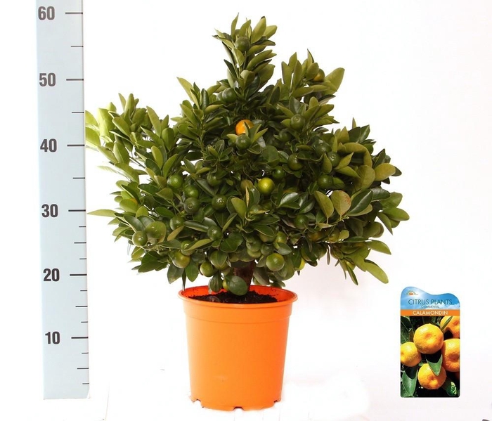 <h4>Citrus Calamondin bush/stem top</h4>