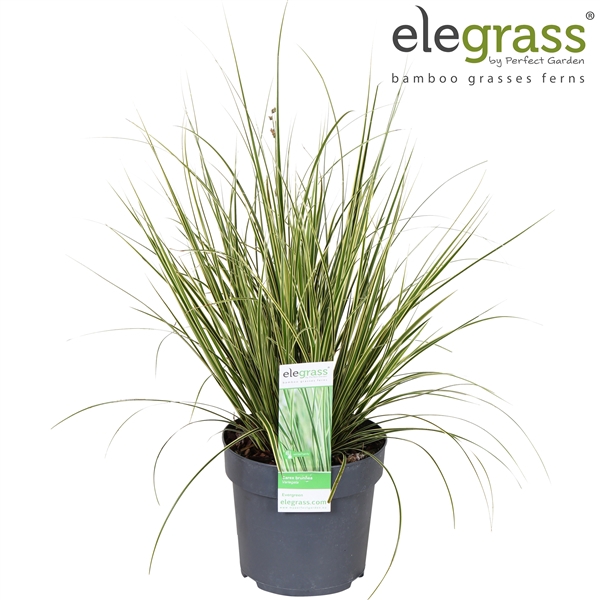 <h4>Carex brunnea Variegata P14</h4>