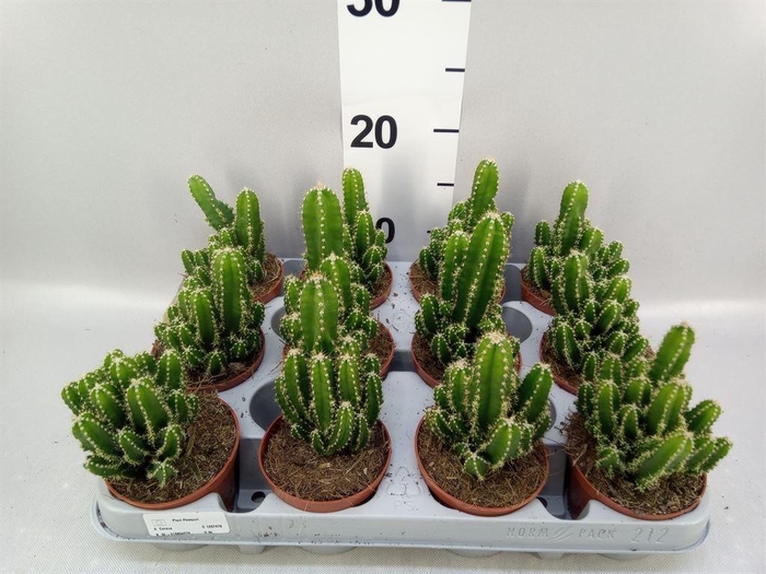 <h4>Cereus per. 'Florida'</h4>