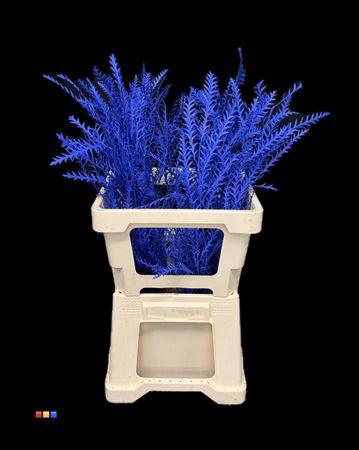 <h4>Grevillea Ivanhoe Blue</h4>