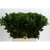 Ruscus Hypophyllum