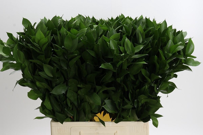 <h4>Ruscus Hypophyllum</h4>