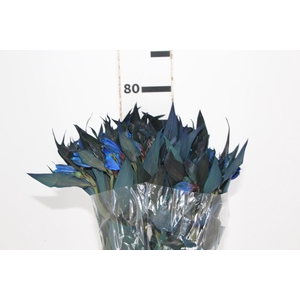 ALSTROEMERIA TINGIDA 080 CM AZUL