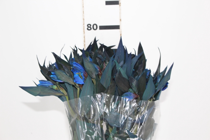 <h4>ALSTROEMERIA TINGIDA 080 CM AZUL</h4>