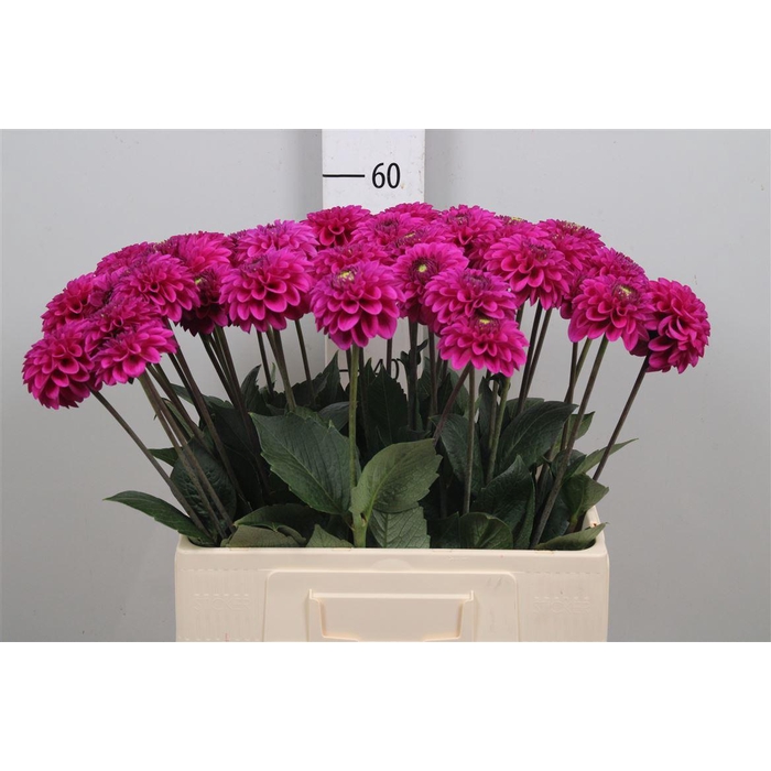 <h4>Dahl Purple Fox</h4>