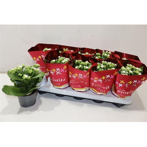 arr8 Kal En Asteria White