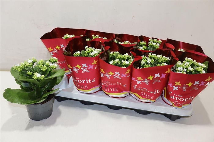 <h4>arr8 Kal En Asteria White</h4>