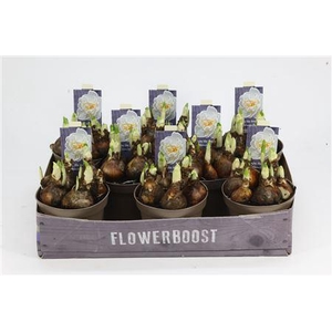 Narcis Bridal Crown 12