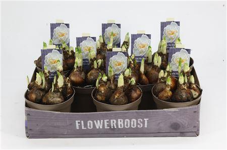 <h4>Narcis Bridal Crown 12</h4>