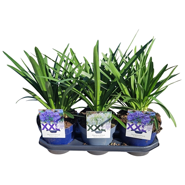 <h4>Agapanthus blauw en wit gem. in tray. doorbloei zndr knop/bloem</h4>