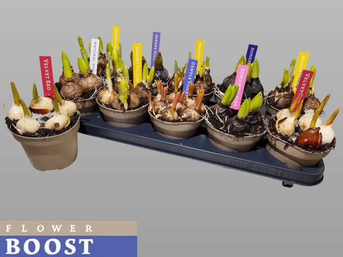 <h4>BOLBLOEMEN GEM</h4>