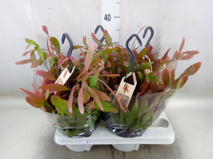 <h4>Rhipsalis   ...</h4>