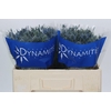 Eryngium Blue Dynamite