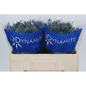 Eryngium Blue Dynamite