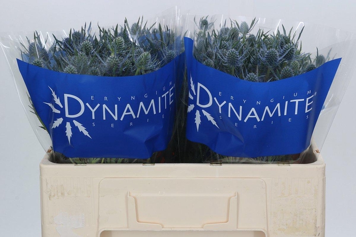 <h4>Eryngium Blue Dynamite</h4>