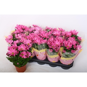 CHRYS JACKSON PURPLE