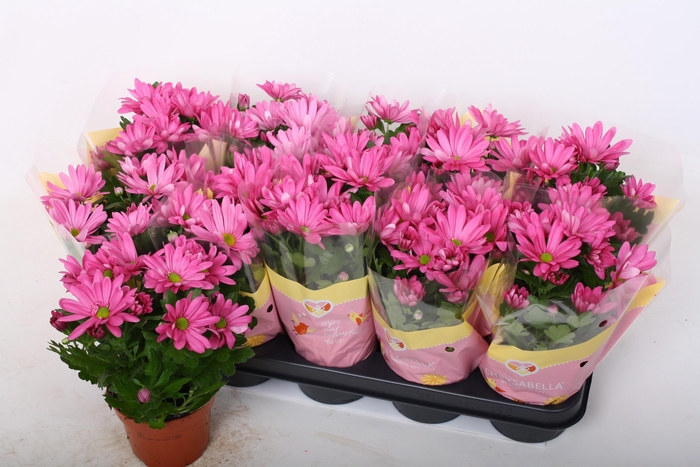 <h4>CHRYS JACKSON PURPLE</h4>