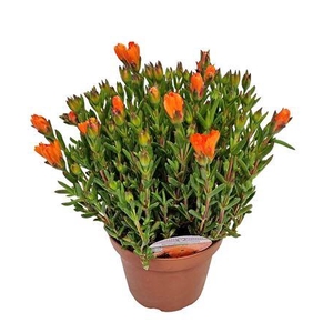 Lampranthus Roseus Orange