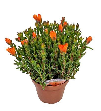 <h4>Lampranthus Roseus Orange</h4>
