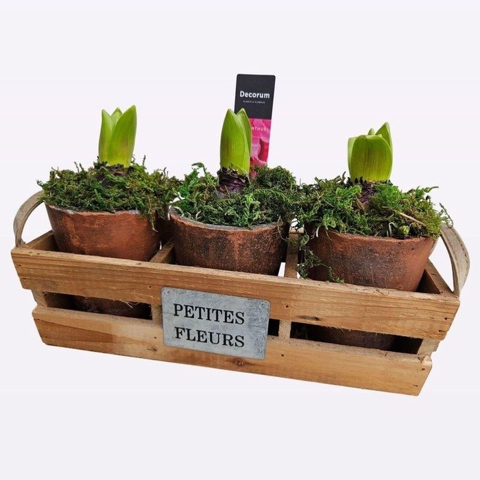 <h4>ARR HYACINTH</h4>