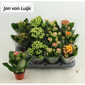 KAL EN GEM 5 KL