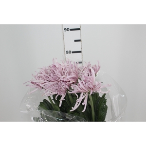 ANASTASIA CIPRIA 080 CM LILAS