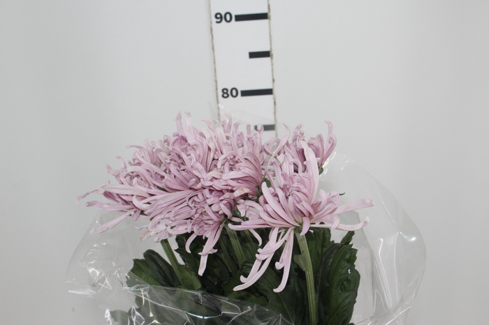 <h4>ANASTASIA CIPRIA 080 CM LILAS</h4>