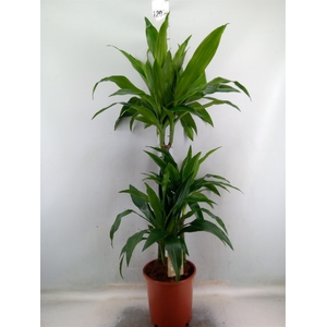Dracaena frag. 'Janet Craig'