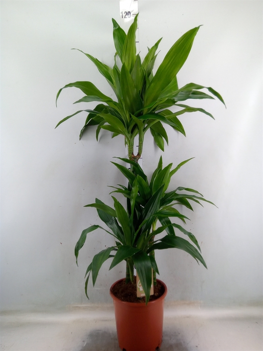 <h4>Dracaena frag. 'Janet Craig'</h4>
