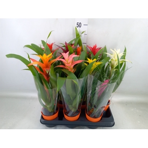Bromelia   ...mix