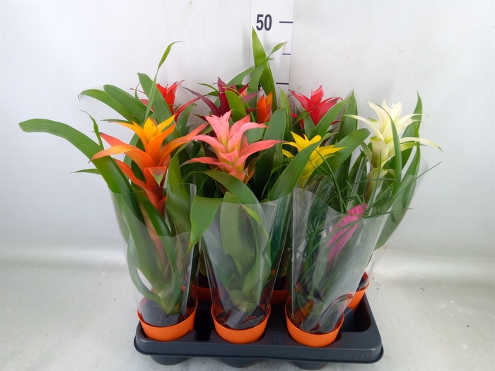 Bromelia   ...mix