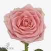 Rosa large sophia loren