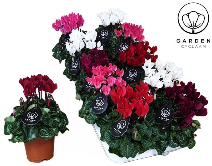 <h4>Cyclamen GARDEN MIX10GTS</h4>