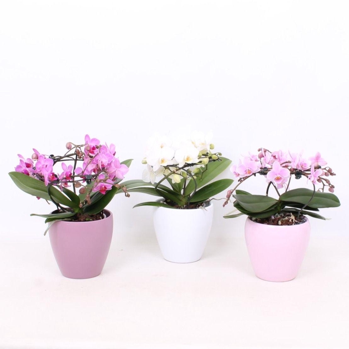 <h4>Phal. Multi vorm mix "Blossoming Beauty" in sofia roze wit lila</h4>