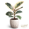 FICUS ELASTICA P12 TINEKE LEAF SAND