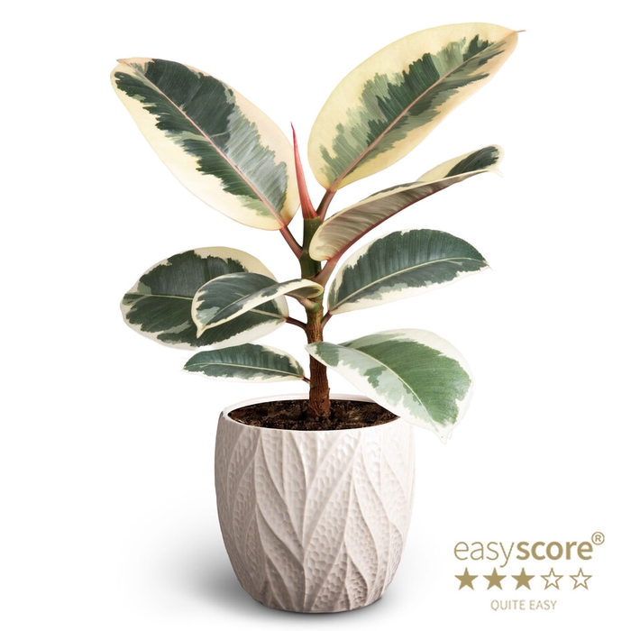 <h4>FICUS ELASTICA P12 TINEKE LEAF SAND</h4>
