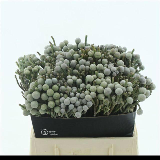 <h4>BRUN LAEVIS</h4>