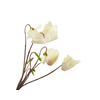 Cyclaam Cream Diamond