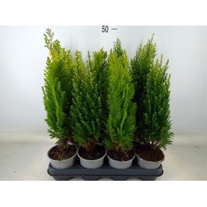 Conifers   ...mix